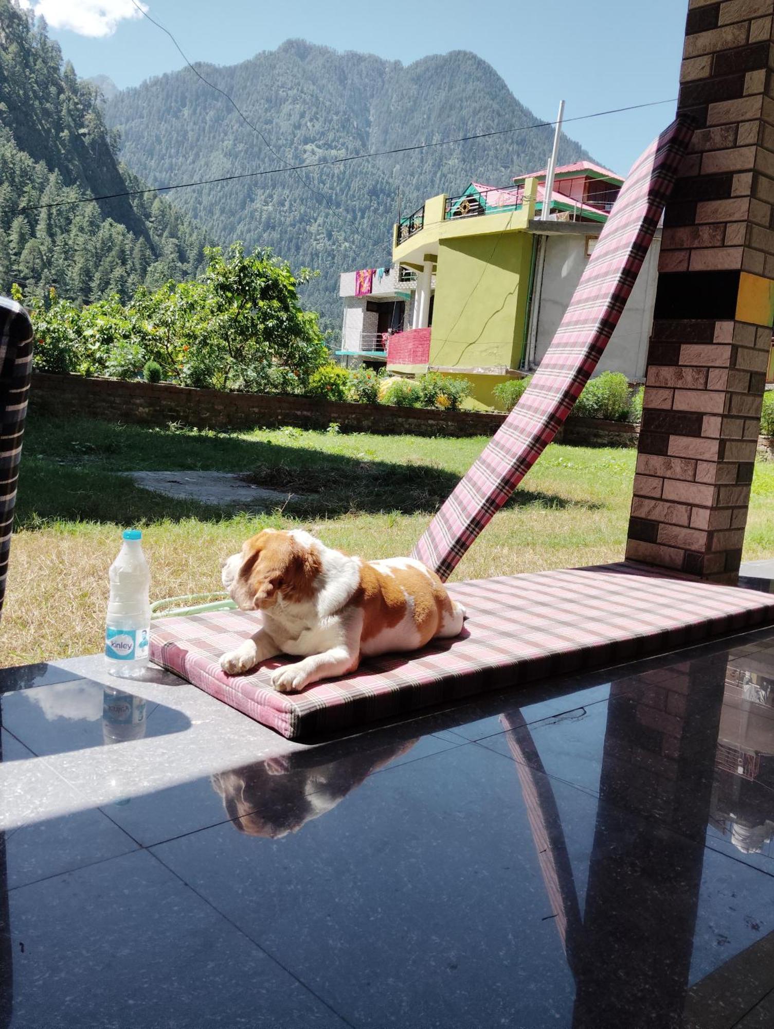 Hotel Dog N Hill Kasol Esterno foto