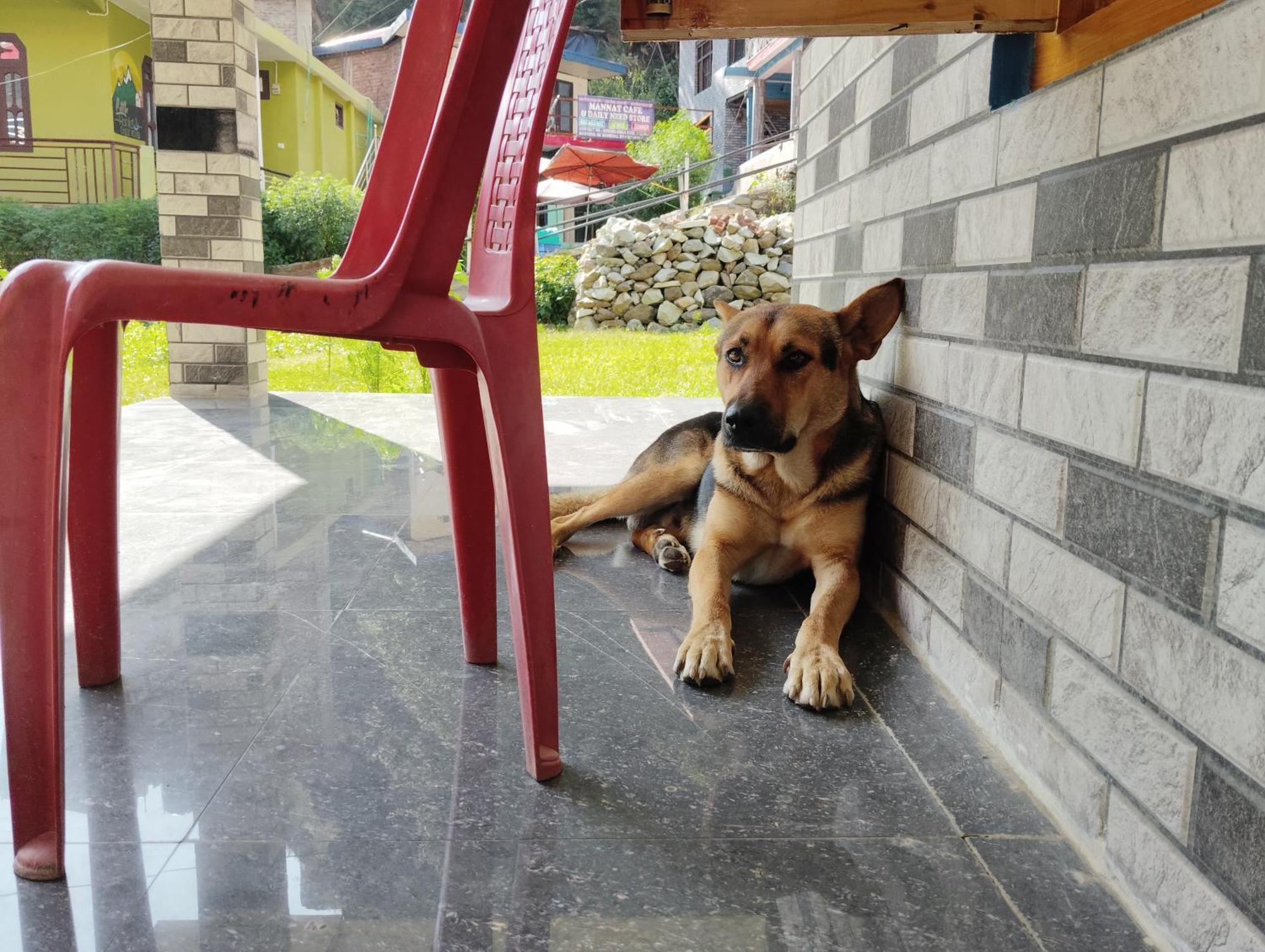Hotel Dog N Hill Kasol Esterno foto